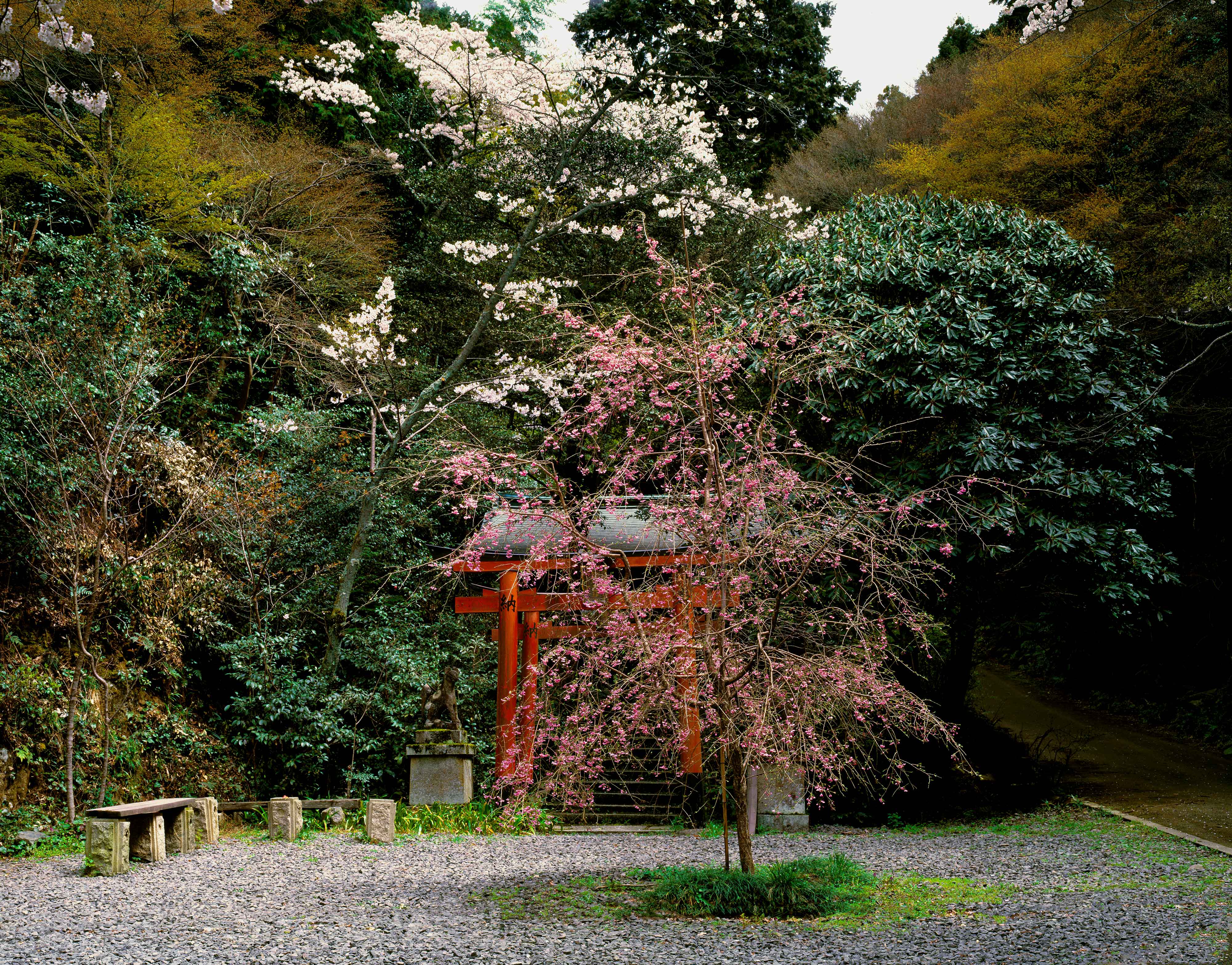Himukai Sakura