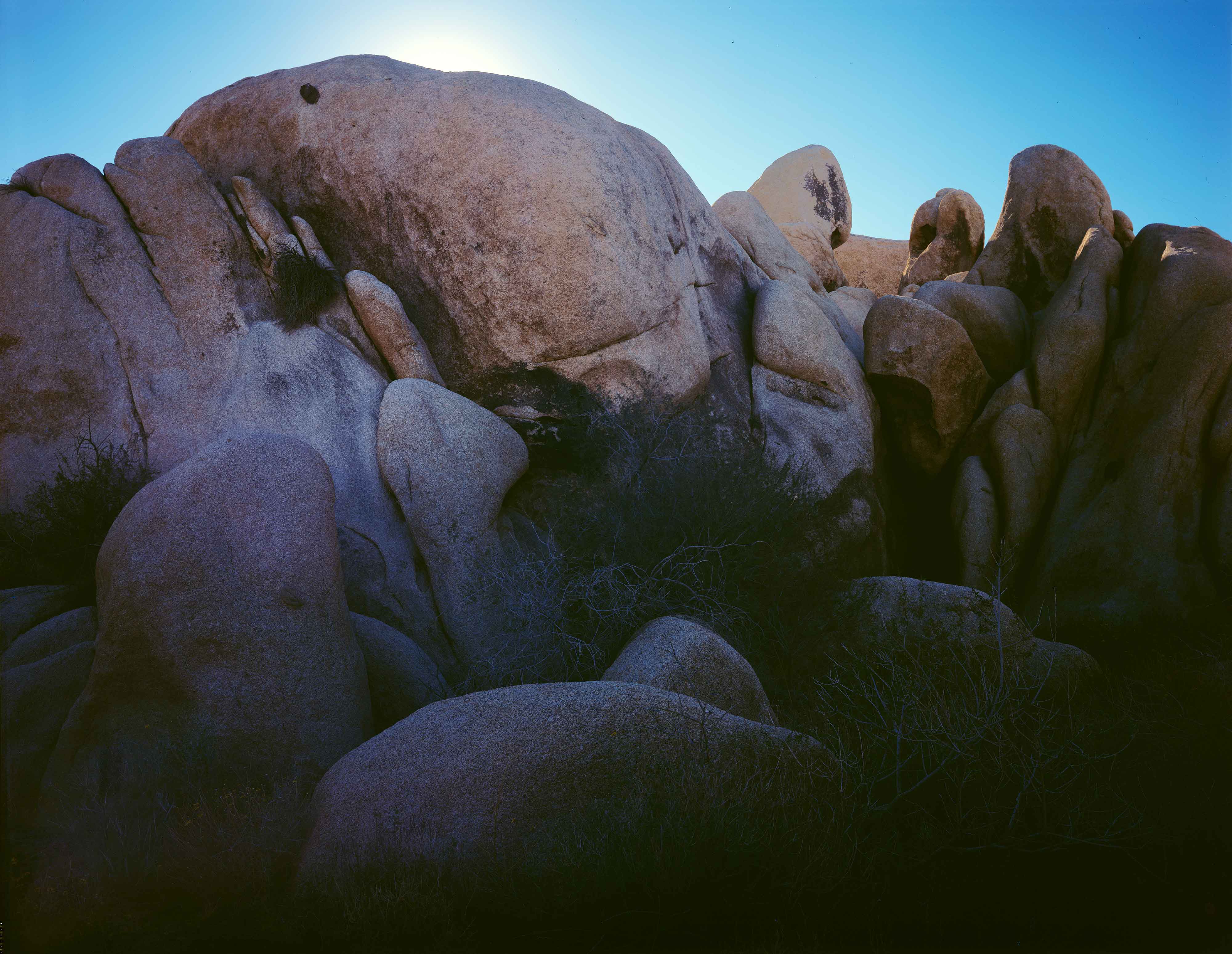 Joshua Tree 6