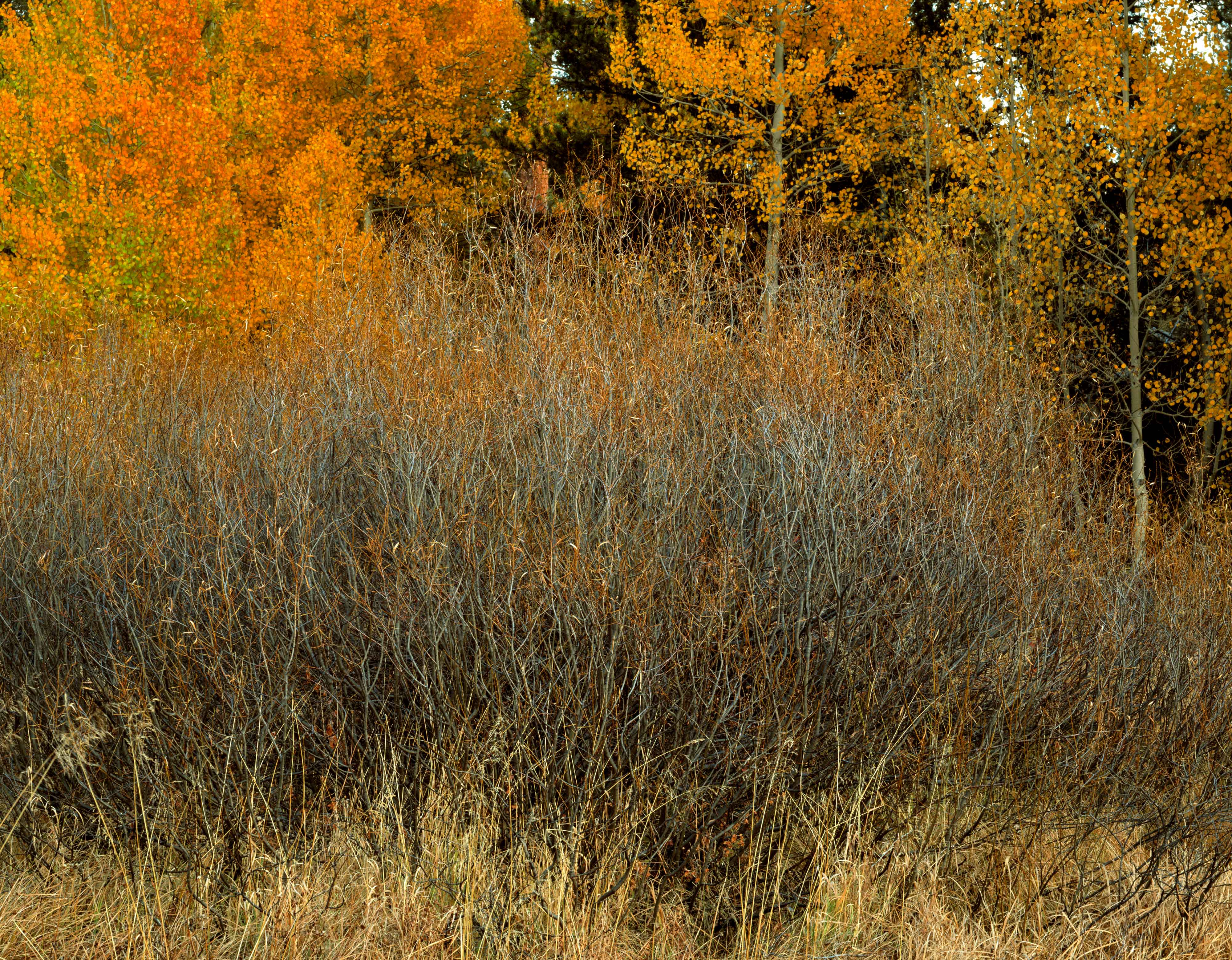 Brush Hope Valley