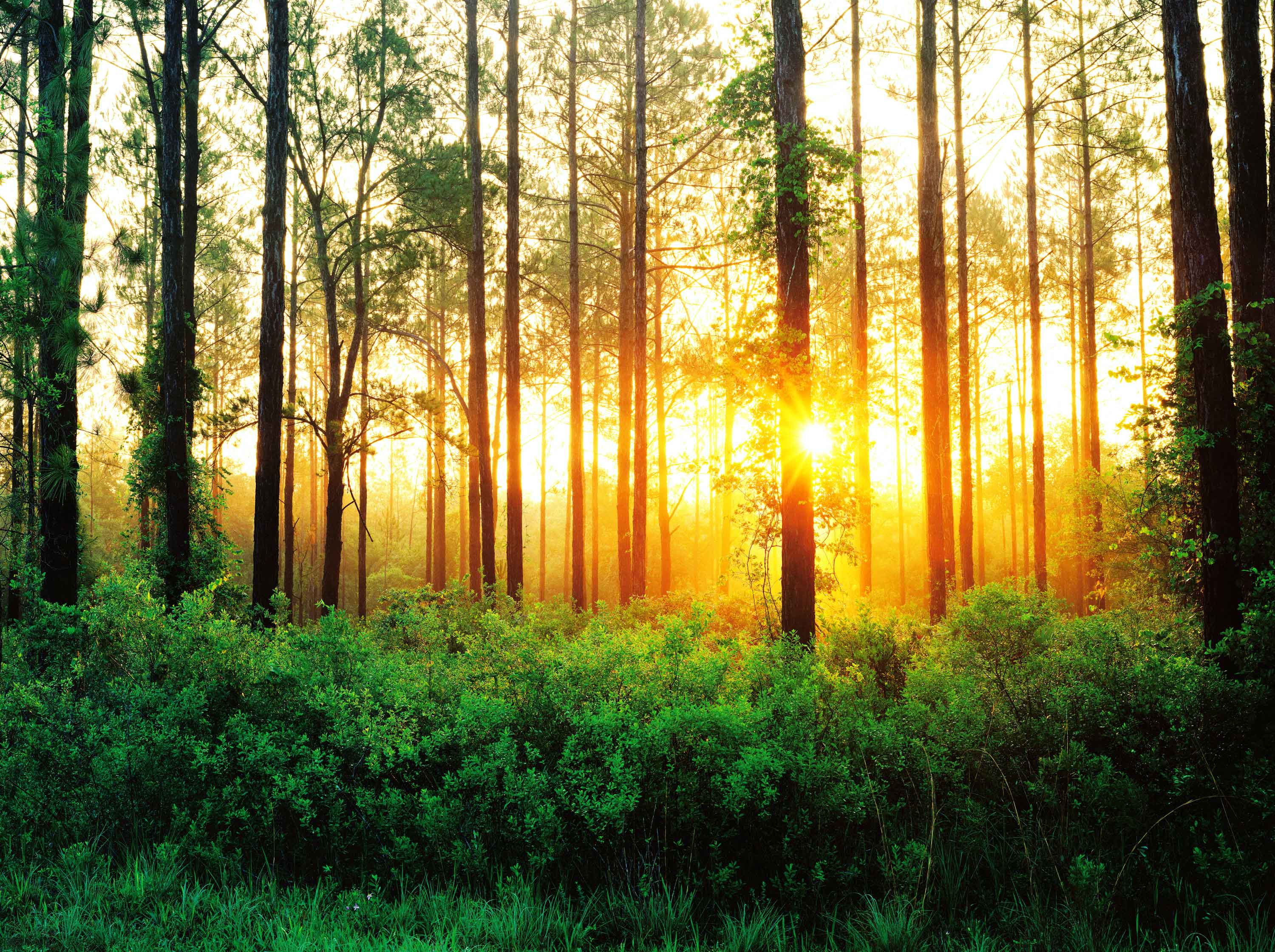 Florida Pine Forest