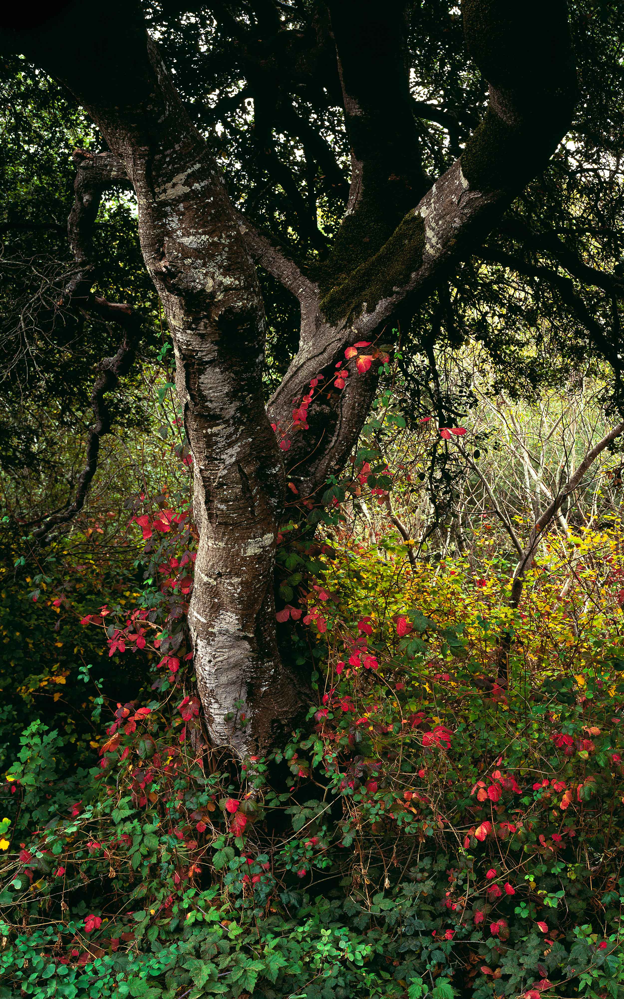 Poison Oak