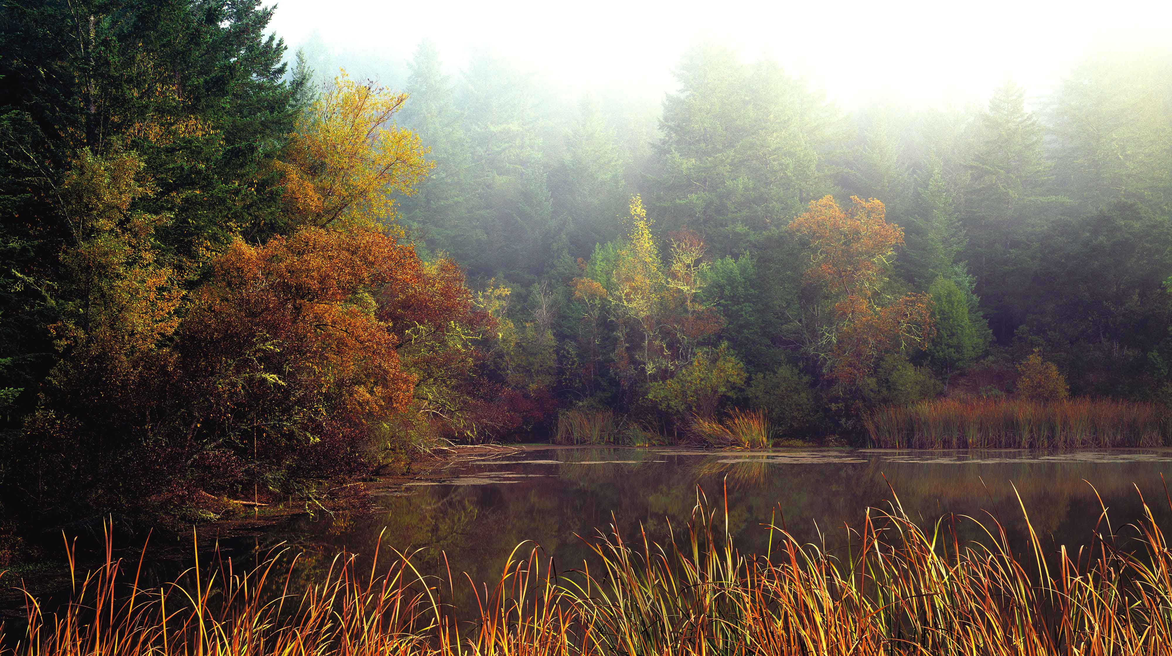 Pond In Fall Sebastopol