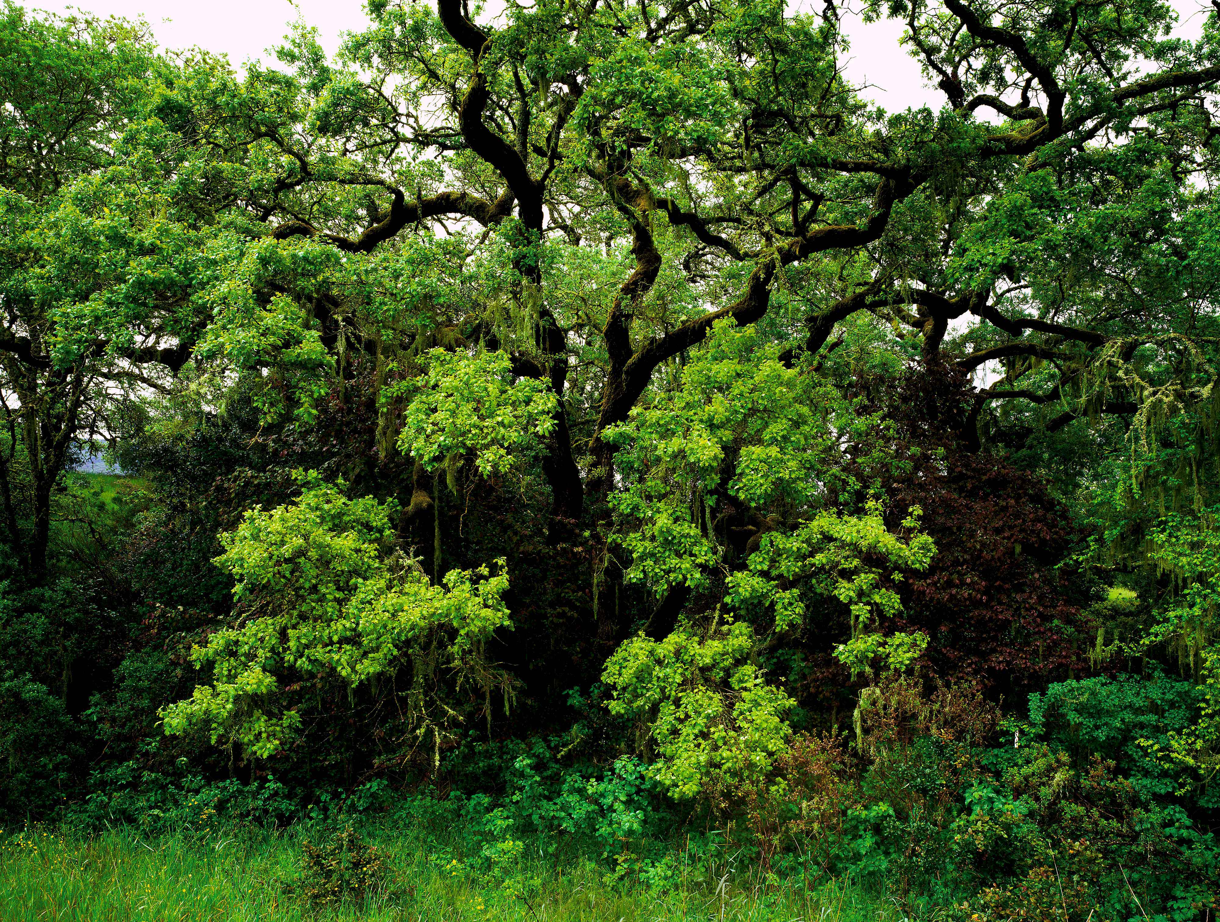 Rainy Oak Sonoma Regional Park