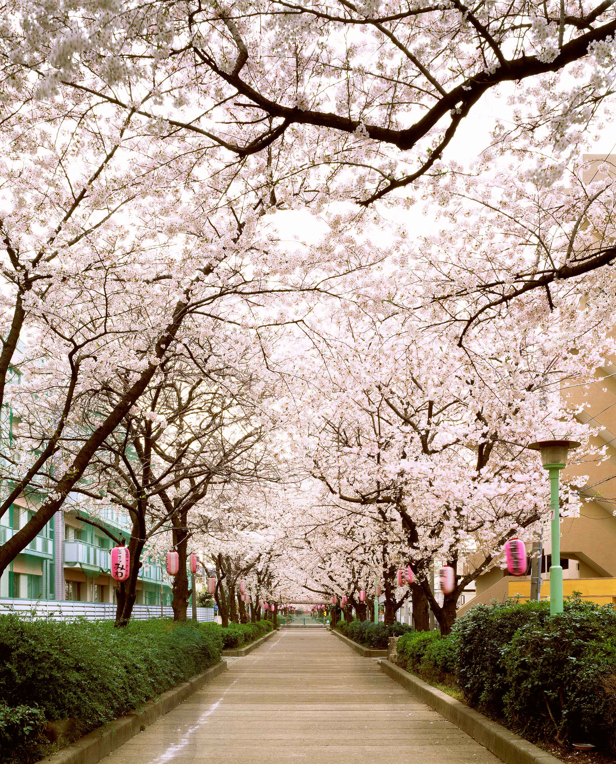 Sakura Street Warabi